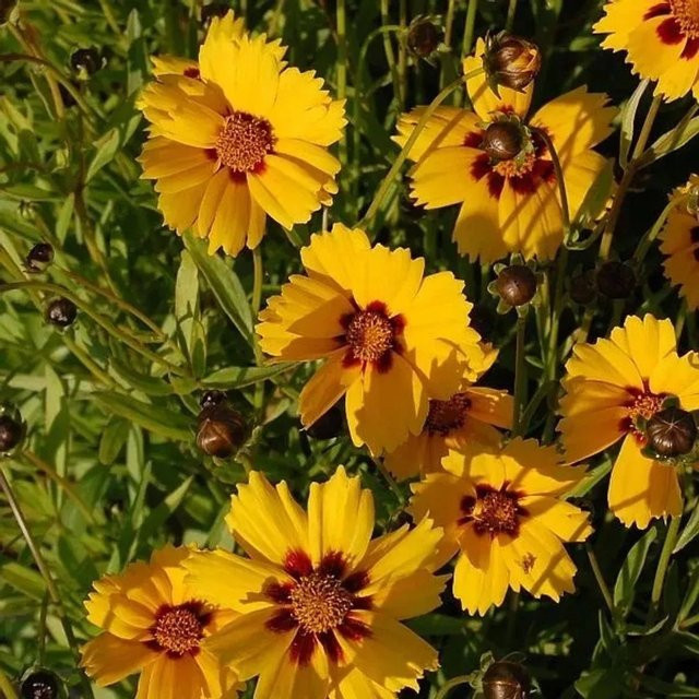 Sterntaler Mädchenauge Coreopsis lanceolata gelbe Beetpflanze - Bild 1