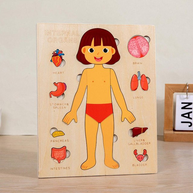 Fashnics Montessori-Körperpuzzle Busy Board Anatomie Lernspielzeug 3-6 Jahre - Bild 1
