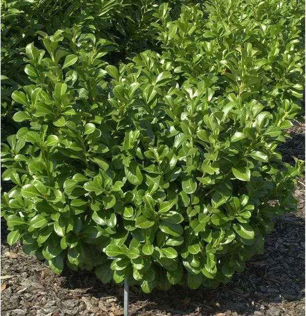 Lorbeerkirsche Etna Prunus laurocerasus als grüne Hecke für deinen Garten - Bild 1
