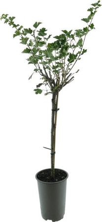 Gelbe Stachelbeere Ribes uva-crispa BIO Stamm, Höhe: ca. 65 cm