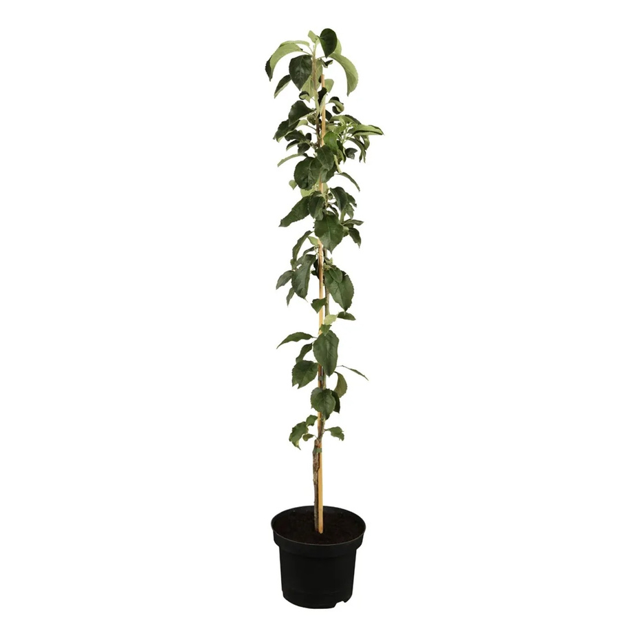 GROW by OBI Bio Säulenapfel Gelb-Rot Malus domestica im Topf, Höhe: 40 - 60 cm - Bild 2