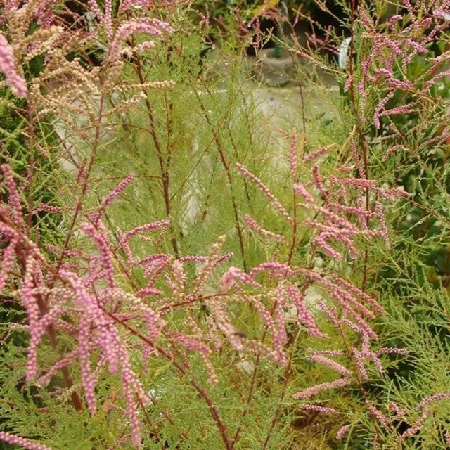 Arborix Tamarix ramosissima Pink Cascade Tamariske mit überhängendem Wuchs, Höhe: 60 bis 80 cm - Bild 1