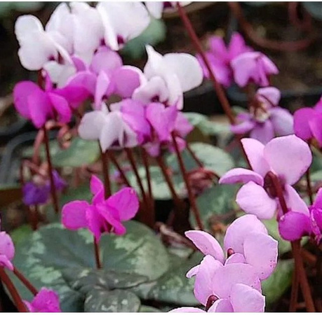 Frühlings Alpenveilchen Cyclamen coum in Pink von Nr-01.de als winterharte Staude für Steingärten und Unterpflanzungen