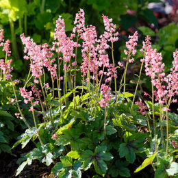 Schaumglöckchen Pink Revolution in Rosa als dekorative Blume - Bild 1