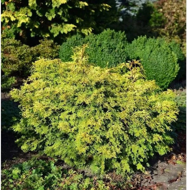 Muschel Scheinzypresse Bronze Pygmaea Chamaecyparis obtusa in Bronze und Grün - Bild 1