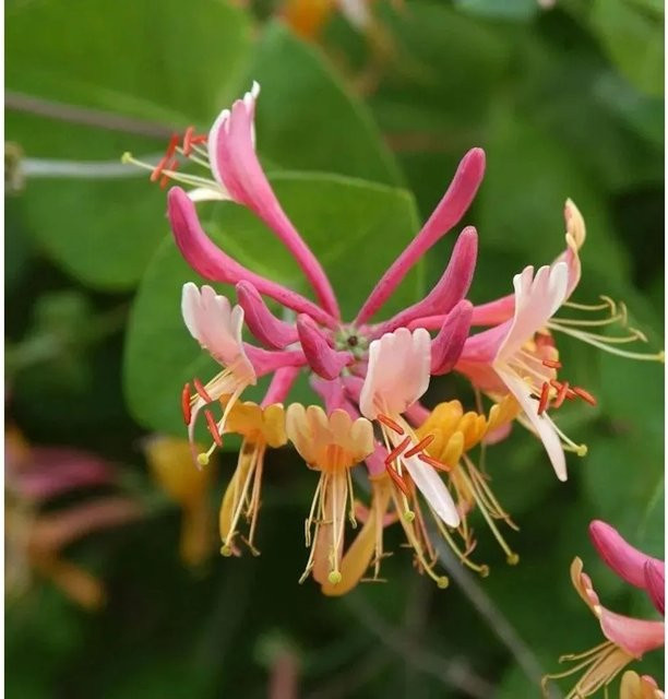 Lonicera heckrottii Feuer Geißschlinge Kletterpflanze für den Garten, Höhe: 80-100 cm - Bild 1