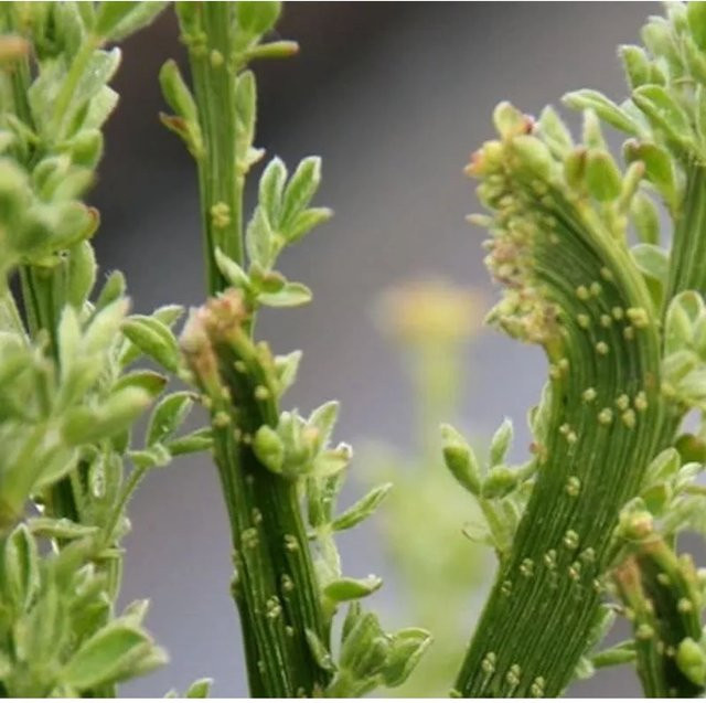 Schmuckginster Gelber Funken Cytisus scoparius Zierstrauch in Gelb und Grün - Bild 1