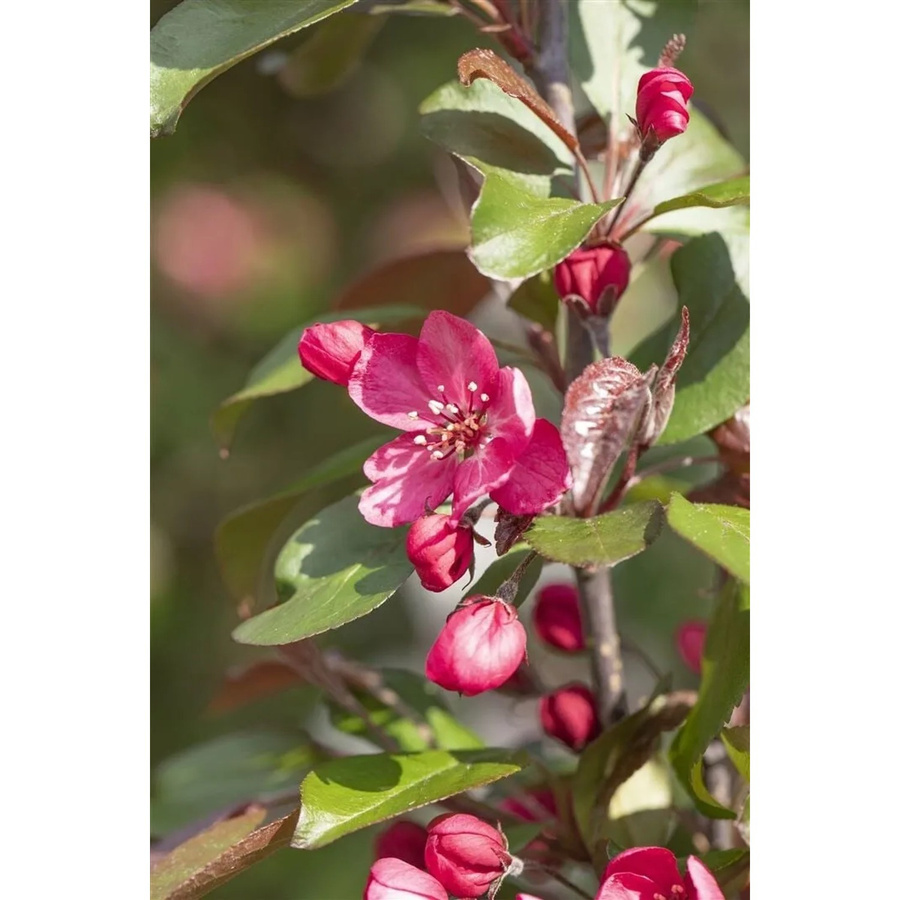 Malus Royalty Zierapfel in Dunkelrot mit einer Stammhöhe von 120 cm - Bild 2