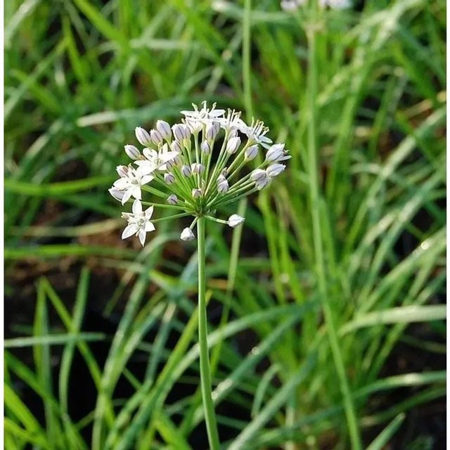 Schnittknoblauch Allium tuberosum als mehrjährige Pflanze im Topf von Nr-01.de - Bild 1