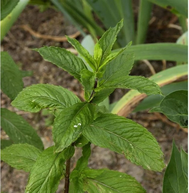 Zitronen-Minze Mentha piperita Pflanze von Nr-01.de in grünem Topf - Bild 1