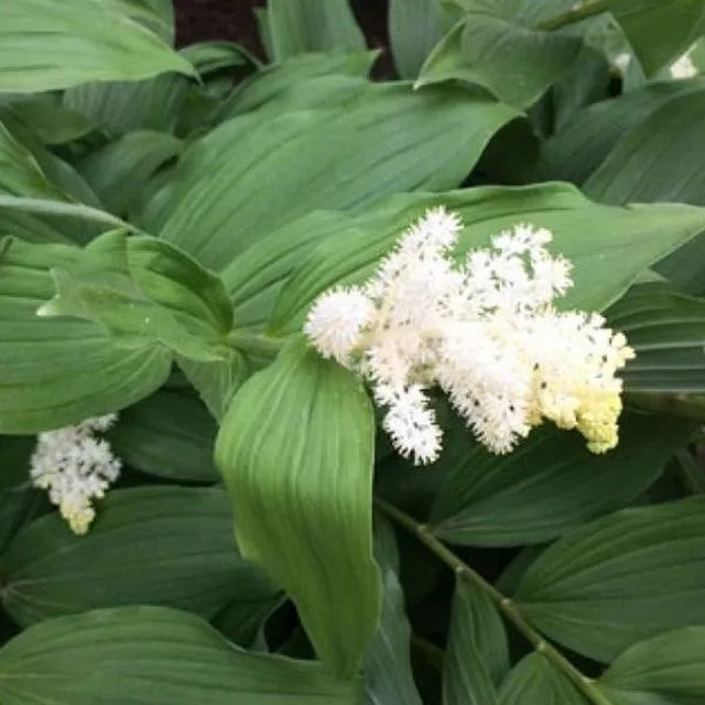 6er Set Arborix Traubiges Duftsiegel Smilacina racemosa mit weißen Blüten, Topfpflanze, Topfgröße: 9 cm - Bild 1