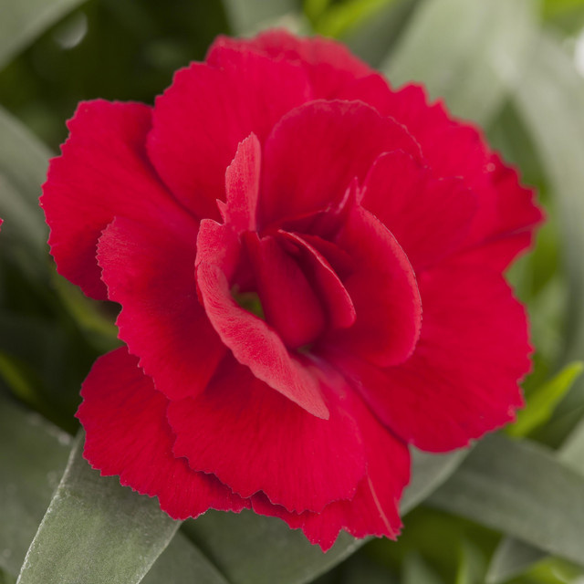 3 Stück Rote Gartennelke Oscar von BLUME2000 als mehrjährige Staude für Balkon und Staudenbeete - Bild 1
