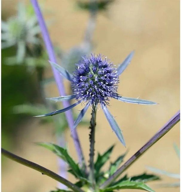 Blaue Edeldistel Blaukappe Eryngium planum als mehrjährige Solitärpflanze und Schnittblume von Nr-01.de - Bild 1