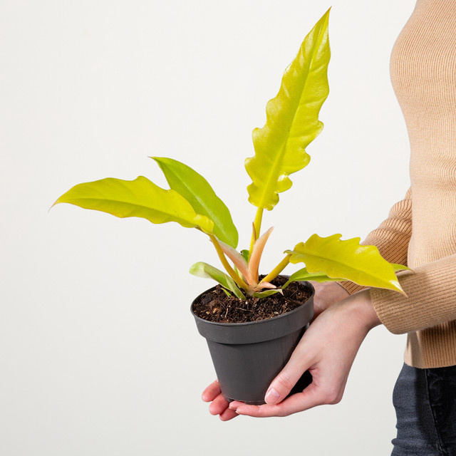 Philodendron Golden Saw Zimmerpflanze von BLUME2000 in Grün und Gold, Höhe: 45 cm, Breite: 40 cm, Tiefe: 40 cm - Bild 1