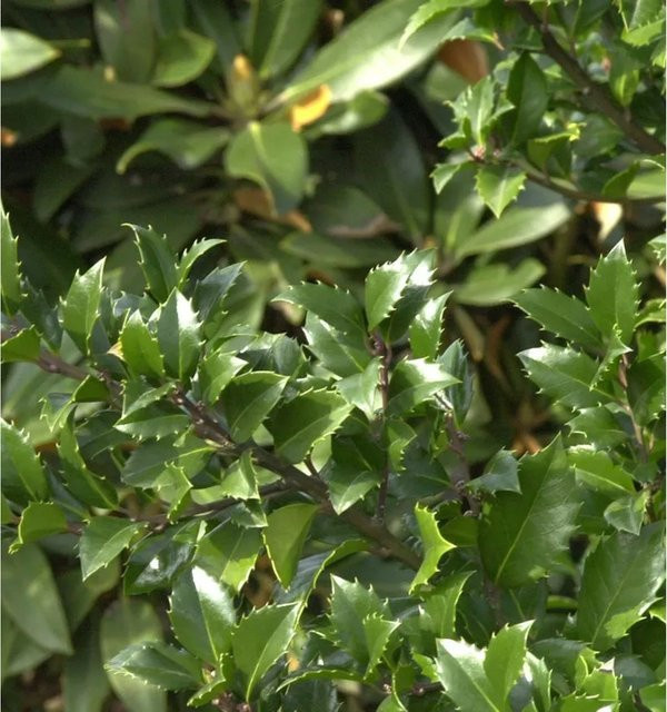 Hochstamm Stechpalme Ilex meserveae Heckenstar als Heckenpflanze für deinen Garten, Höhe: 80-100 cm - Bild 1