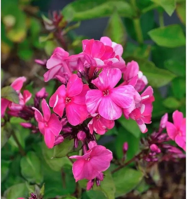 Hohe Flammenblume Aureole Phlox Paniculata als Gartenstaude und Beetpflanze von Nr-01.de - Bild 1