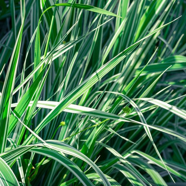 Buntes Reitgras Calamagrostis Overdam als Einzelstaude für Beete - Bild 1