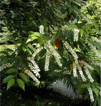 Portugiesischer Kirschlorbeer Prunus lusitanica als Heckenpflanze, 40-60 cm Höhe