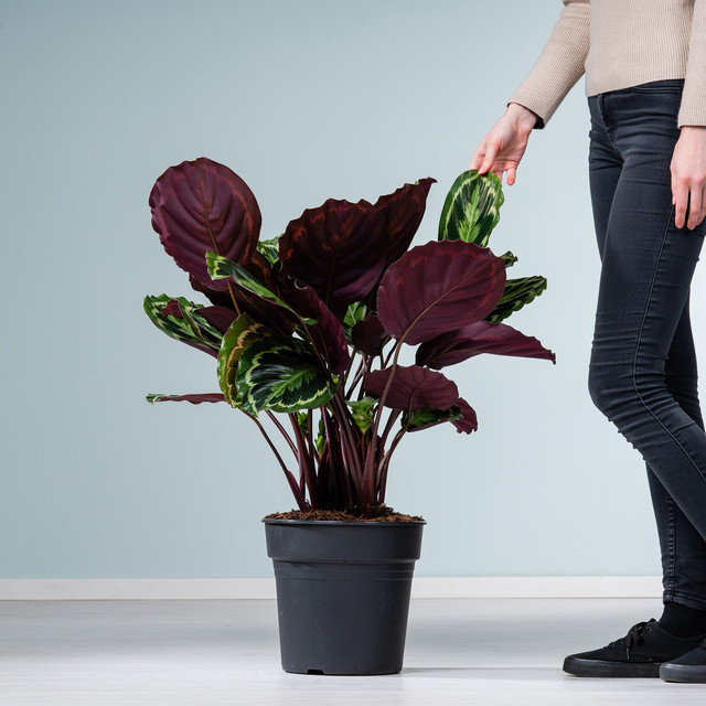 Calathea Medaillon Zimmerpflanze von BLUME2000 in Grün und Rot - Bild 1
