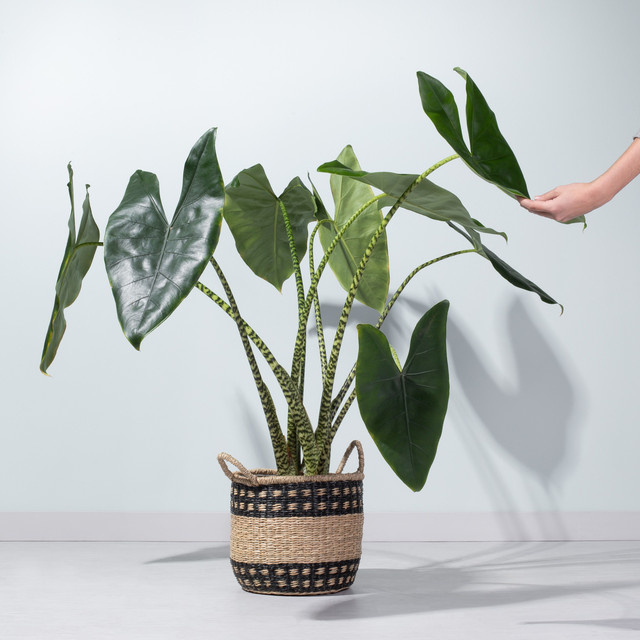 Alocasia Zebrina Blattschmuckpflanze von BLUME2000, dunkelgrüne gestreifte Zimmerpflanze mit herzförmigen Blättern - Bild 1