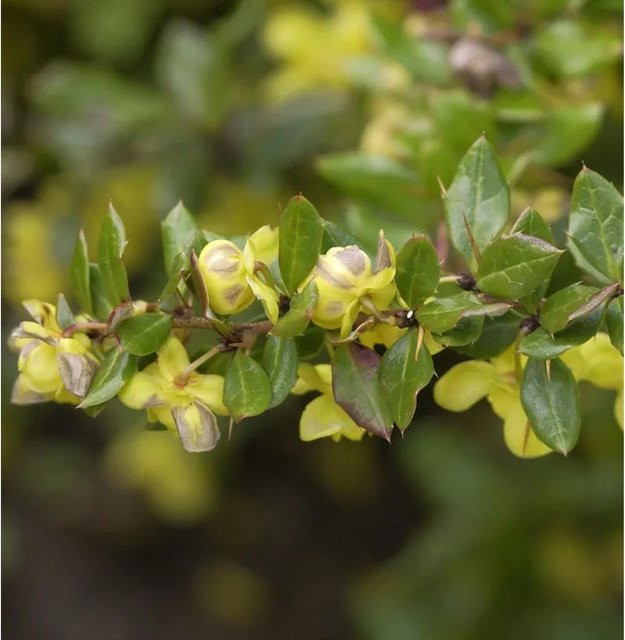 Warzen Berberitze Berberis verruculosa als Heckenpflanze für deinen Garten, Höhe: 25-30 cm - Bild 1