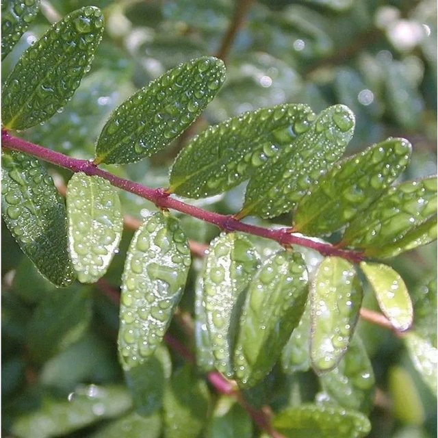 Phillyrea angustifolia Schmalblättrige Steinlinde, grüner Strauch, 40-60 cm - Bild 1