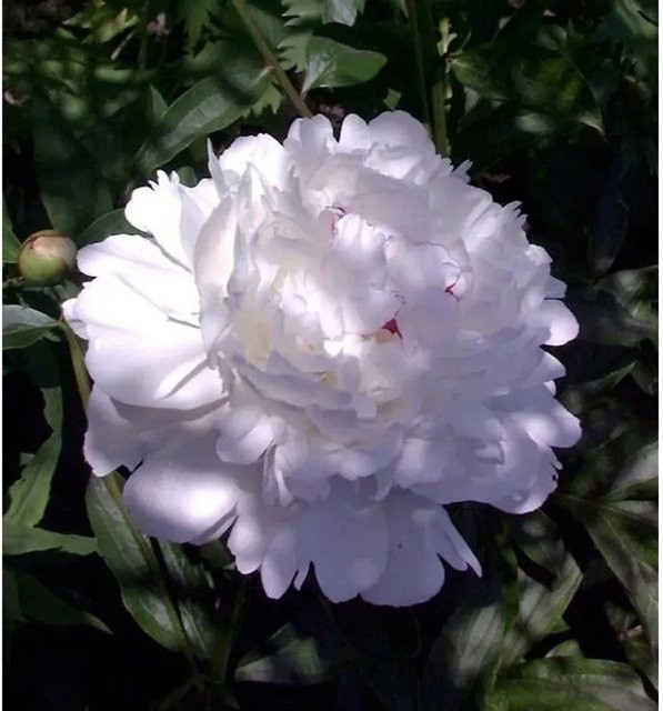 Edelpfingstrose Festiva Maxima Paeonia actiflora weiße Staude für den Garten - Bild 1
