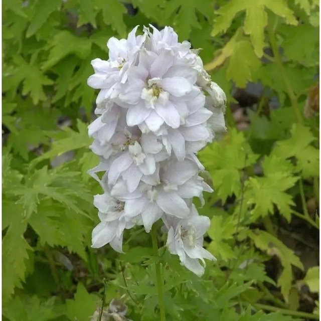 Rittersporn Schneewittchen Delphinium belladonna von Nr-01.de als mehrjährige Gartenpflanze - Bild 1