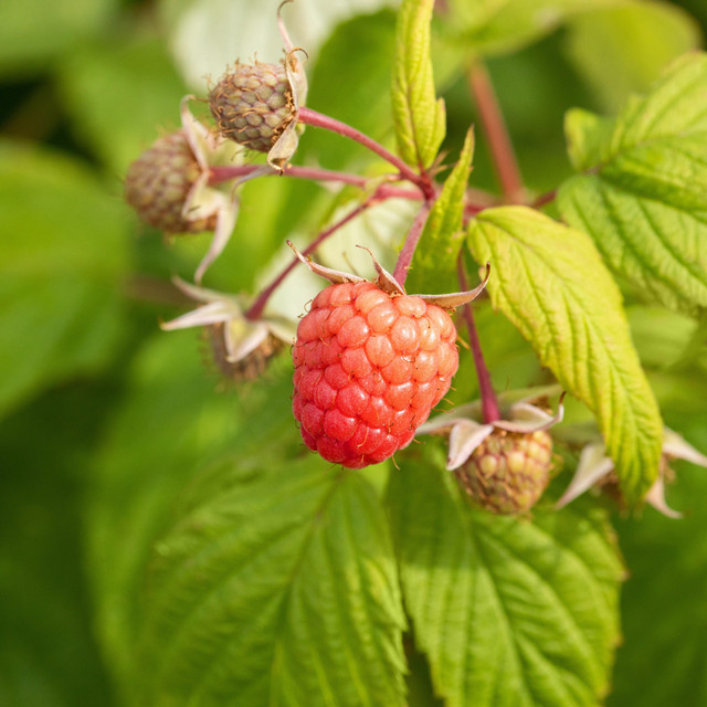 BIO Himbeere Preussen II Rubus idaeus von BLUME2000 als Fruchtstrauch mit Erntezeit von Mai bis Juli - Bild 1