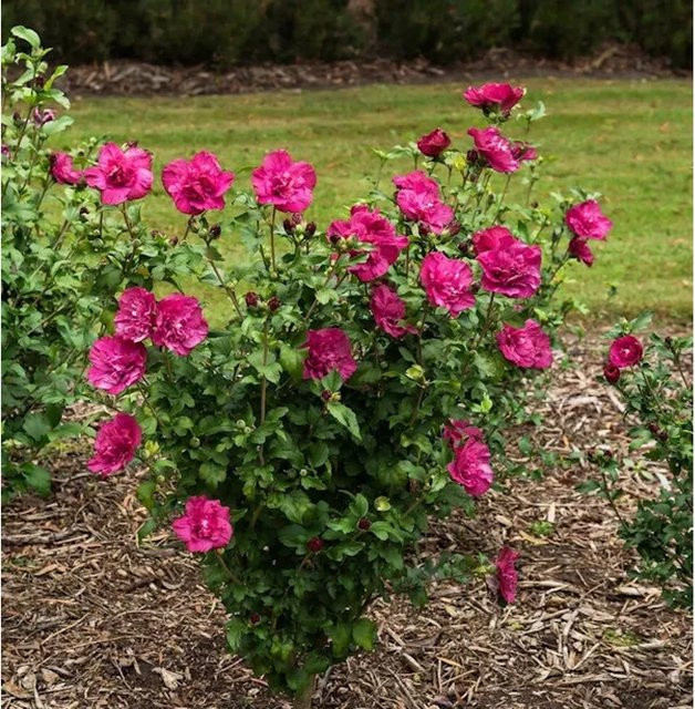 Hibiscus Garteneibisch Magenta Chiffon in Pink/Magenta - Bild 1