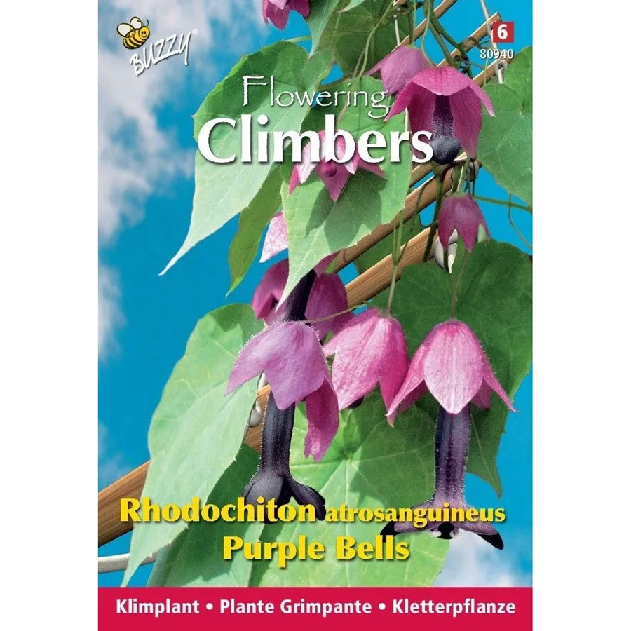 Arborix Rhodochiton Purple Bells Kletterpflanze Samen für den Garten, 10 Stück - Bild 2