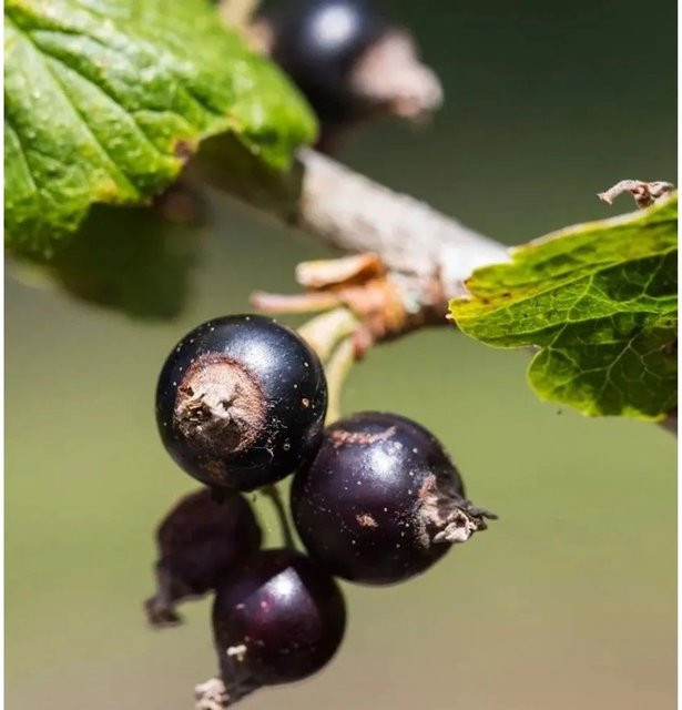Schwarze Johannisbeere Little Black Giant Ribes nigrum Beerenstrauch von Nr-01.de - Bild 1