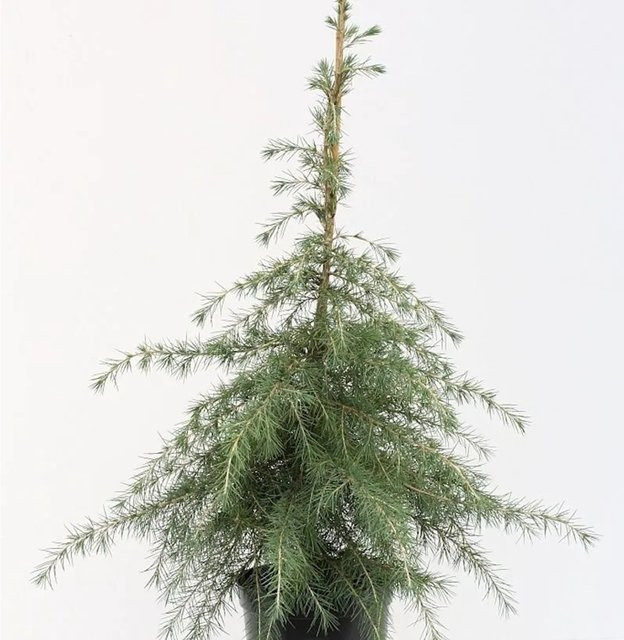 Himalaya Zeder Cedrus deodara blaugrün Höhe: 80-100 cm - Bild 1