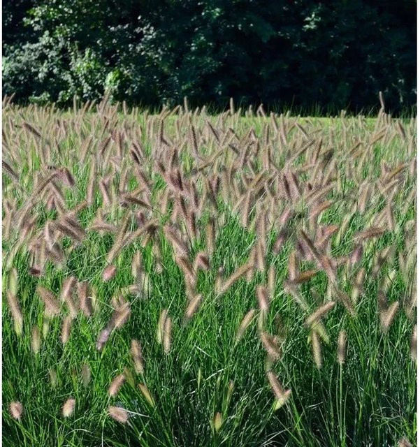 Lampenputzergras Black Beauty Pennisetum alopecuroides im Topf von Nr-01.de - Bild 1