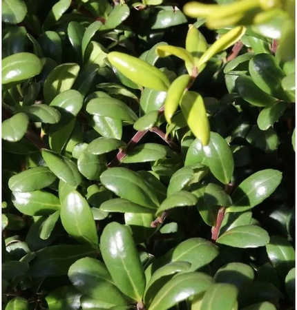 Ilex crenata Glorie Dwarf Kugelschnitt Strauch in Grün, Höhe: 40-50 cm