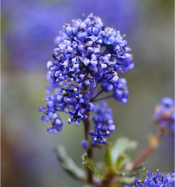 Ceanothus impressus Säckelblume Blue Sapphire in Blau, Höhe: 30-40 cm - Bild 1