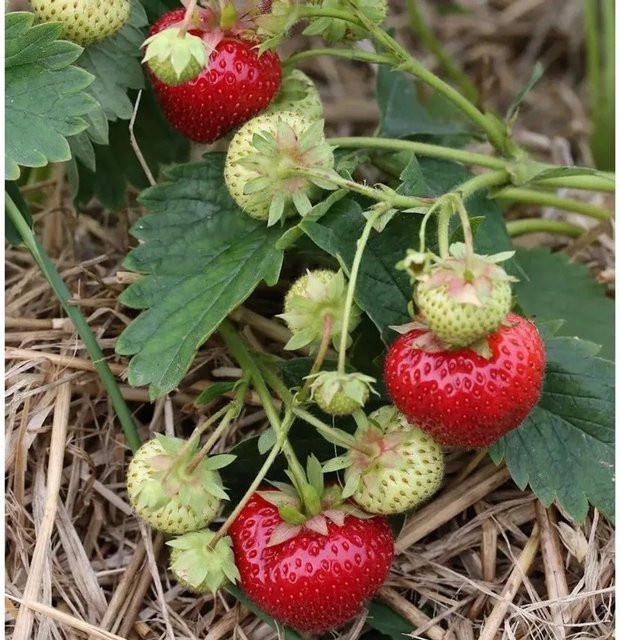 Walderdbeere Ostara Fragaria vesca rote Frucht für den Staudengarten - Bild 1