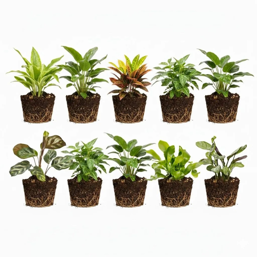 Vdvelde Mini Zimmerpflanzen und Farne für dein Terrarium, 10 Stück, Grün - Bild 2