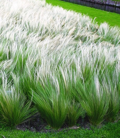 Federgras Stipa Ziergras für Garten und Balkon