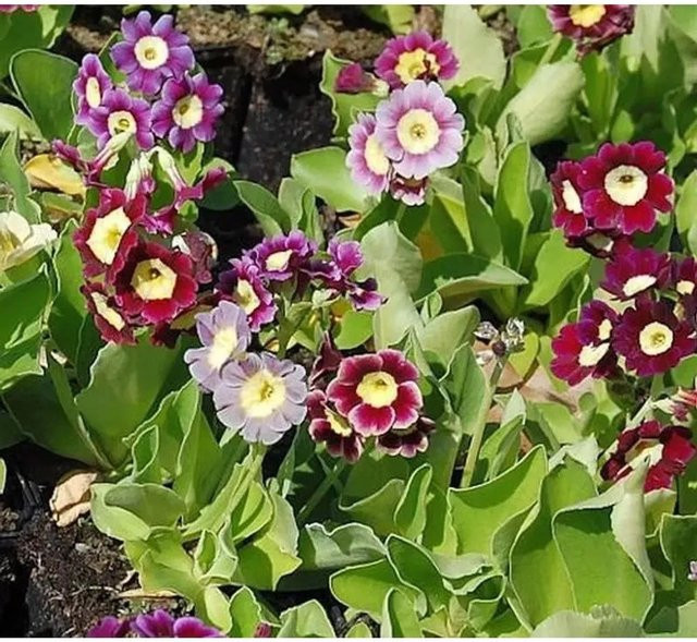 Primula pubescens Gartenaurikel Farbmischung von Nr-01.de, mehrfarbig, mehrjährige Pflanze - Bild 1