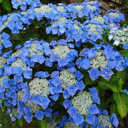 Arborix Hortensie Teller Blue Hydrangea im Container für deinen Garten