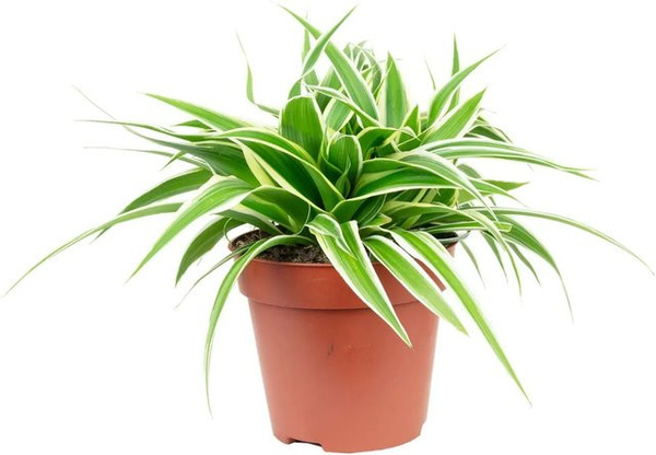 Value Greens Grünlilie Ocean Chlorophytum Comosum, Höhe: 15 cm, Topf-Durchmesser: 12 cm