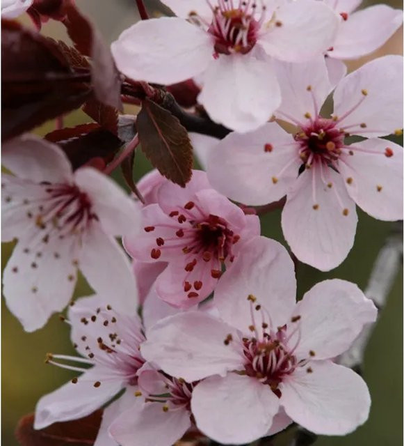 Blutpflaume Spring Glory Prunus cerasifera Strauch mit pinken Blüten, Höhe: 80-100 cm - Bild 1
