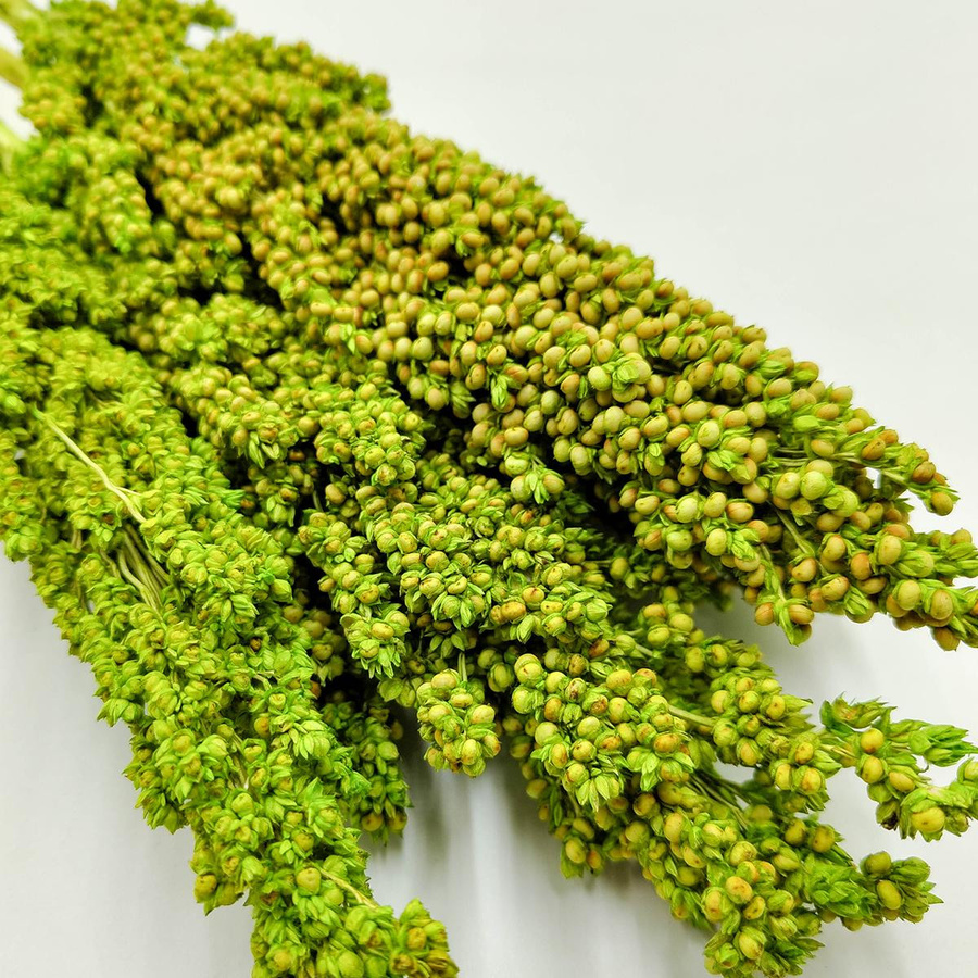 Getrocknete Hirse Sorghum in Hellgrün, 5 Stück - Bild 2