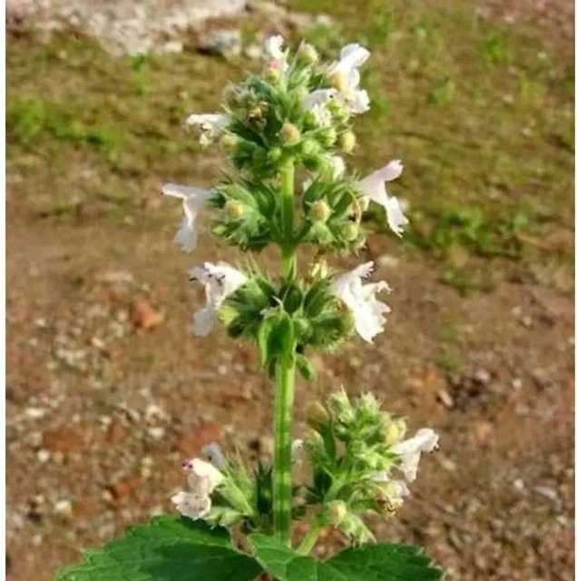 Katzenminze Snowflake Nepeta faassenii weiße Gartenstaude im Topf - Bild 1
