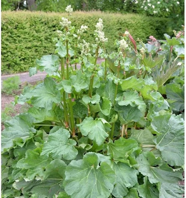 Gelber Zier-Rhabarber Rheum palmatum als mehrjährige Staude von Nr-01.de - Bild 1