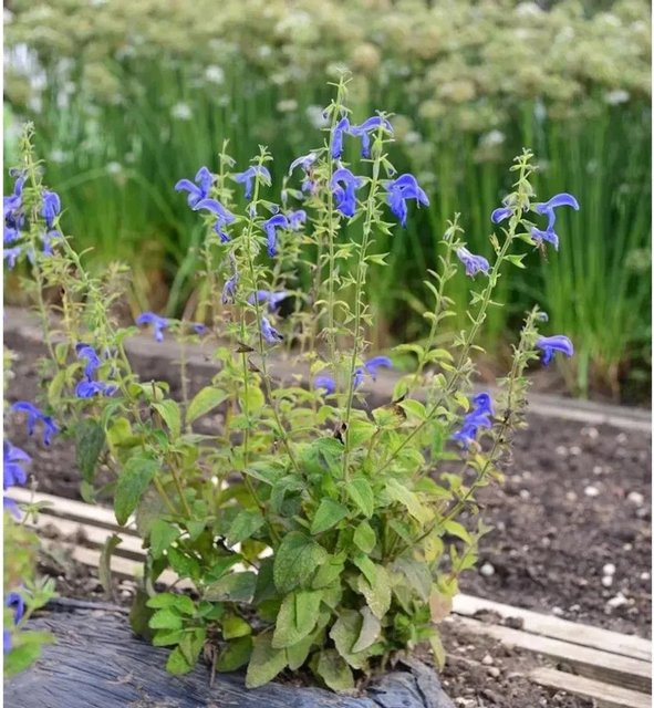 Salvia patens Garten Salbei Royal Blue Blauer Blüher von Nr-01.de - Bild 1