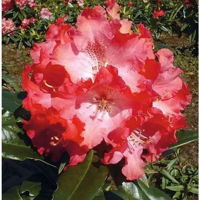 INKARHO Rhododendron Berliner Liebe Alpenrose, rosa Zierstrauch, 30-40 cm - Bild 1
