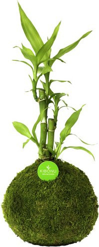 Kibonu Glücksbambus Lucky Bamboo in Grün - Bild 1