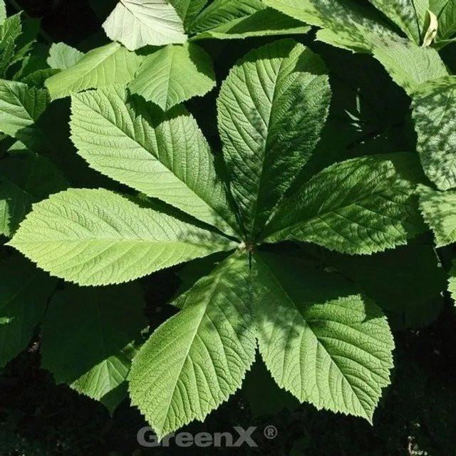 Rodgersia pinnata Fiederblättriges Schaublatt Elegans Grüne Gartenstaude - Bild 1